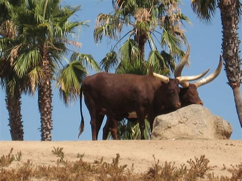 Watusi Cattle - Origin, Africa Free Stock Photo - Public Domain Pictures