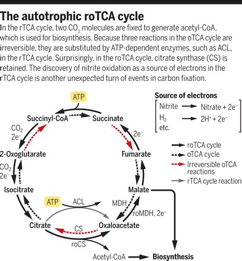 Stealth reactions driving carbon fixation | Science