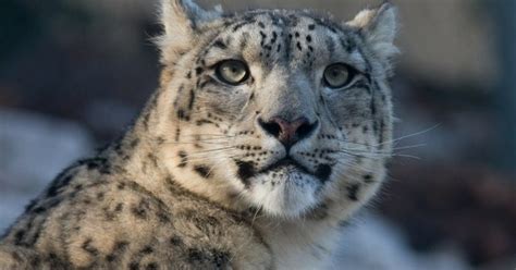 Video: Captured in Spiti, What Happens to This Snow Leopard Will Warm ...