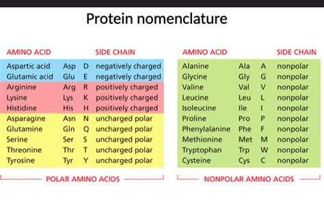 Solved Protein nomenclature AMINO ACID SIDE CHAIN Aspartic | Chegg.com