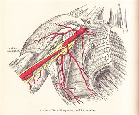 The axillary artery and branches - Gray's Anatomy 1924 | Flickr