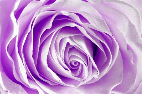 Purple Roses Wallpapers - Wallpaper Cave