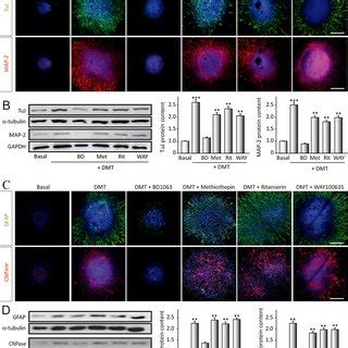 N,N-dimethyltryptamine (DMT) promotes improved performance in learning... | Download Scientific ...