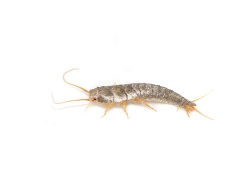 How to Get Rid of Silverfish in Your Home | Yates Australia