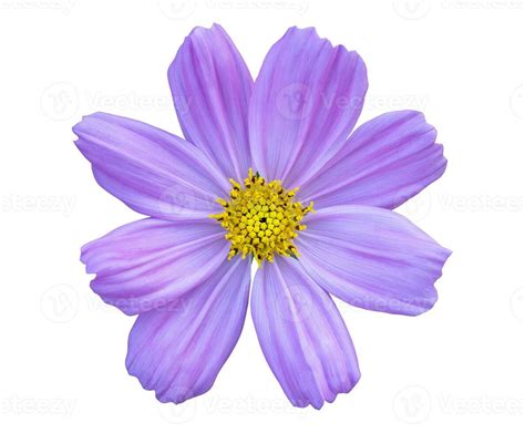 blue cosmos flower isolated on white with clipping path 24200732 Stock ...