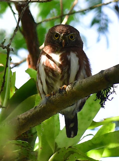 Least Pygmy Owl - BirdForum Opus | BirdForum