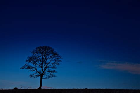 Tree Silhouette At Night Free Stock Photo - Public Domain Pictures