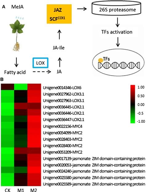 Jasmonic acid (JA) signaling pathway induced by exogenous methyl ...