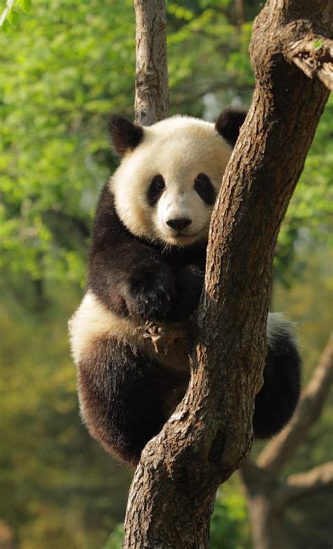 What Is in a Giant Panda Habitat? (with pictures)