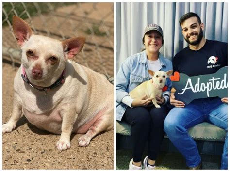 Fat chihuahua from a shelter was put on a diet, and, having lost weight, she immediately found a ...