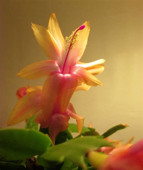 Why My Christmas Cactus Blooms on Thanksgiving | Christmas cactus, Thanksgiving cactus, Cactus