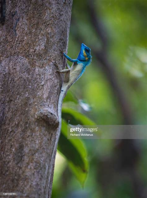 Blue Crested Lizard High-Res Stock Photo - Getty Images