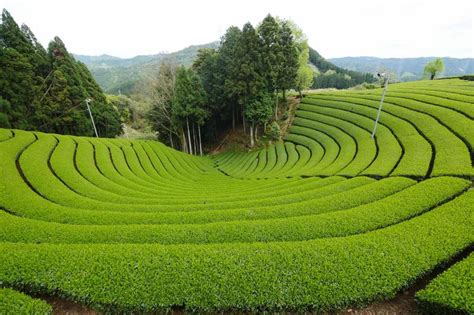 Most viewed Tea Plantation wallpapers | 4K Wallpapers