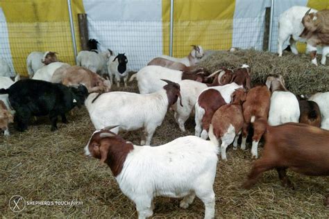 Goat Meat Farm | Buy Live Goats | 100 % Halal always