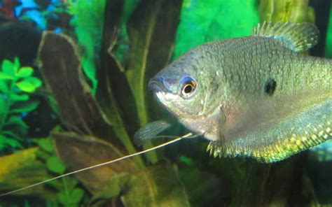 Blue Gourami Care Guide: Size, Diet, Tank Mates, Lifespan