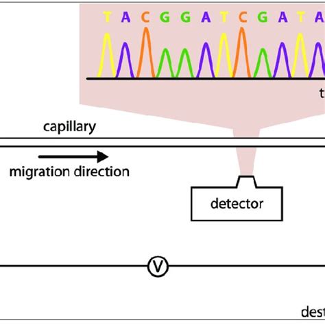 Hemoglobin electrophoresis [49] | Download Scientific Diagram