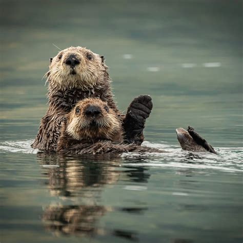 Oceaiii🐋🐬 on Twitter | Sea otter, Otters, Sea mammal