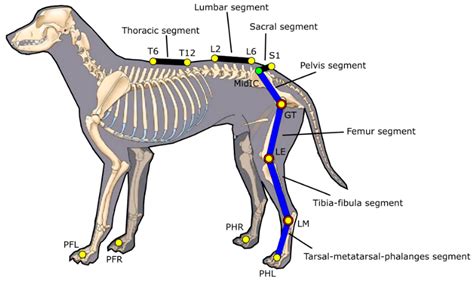 How Many Vertebrae Does A Dog Have