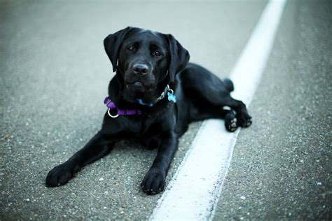 Labrador Retriever Dog : Characteristics, Temperament and Exercise ...