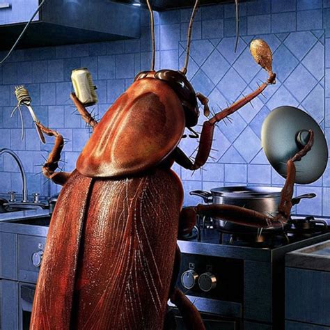 Cockroaches in the kitchen by Ivan Romero