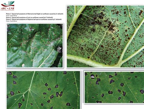 FOLIAR DISEASES OF SUNFLOWER: Alternaria leaf blight, brown rust and Septoria leaf spot