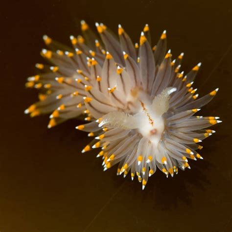 Sea Slug Fish Facts | Nudibranchia | AZ Animals