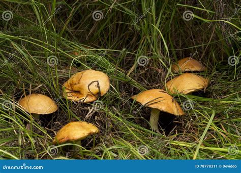 The edible mushrooms stock image. Image of outdoors, mushrooms - 78778311