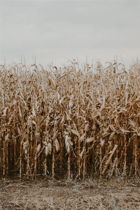 Corn Field Background