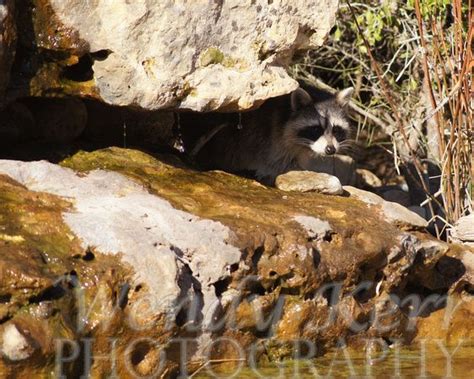 Pedernales Falls, TX | Animals, Dogs, Pedernales