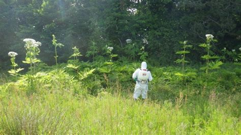 Giant Hogweed Control 2016 | Ayrshire Rivers Trust