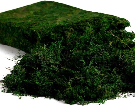 Amazon.com: Farmoo Artificial Moss for Plant, 8OZ Fairy Garden Lawn Crafts Wedding Decor, 225gr ...