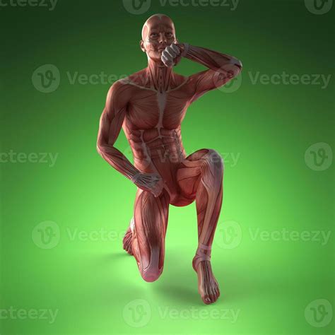 Human Muscle Anatomy 5659907 Stock Photo at Vecteezy