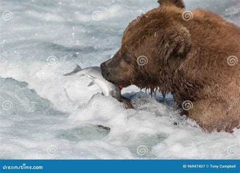 Alaskan Brown Bear Eating Salmon Stock Image - Image of park, katmai: 96947407