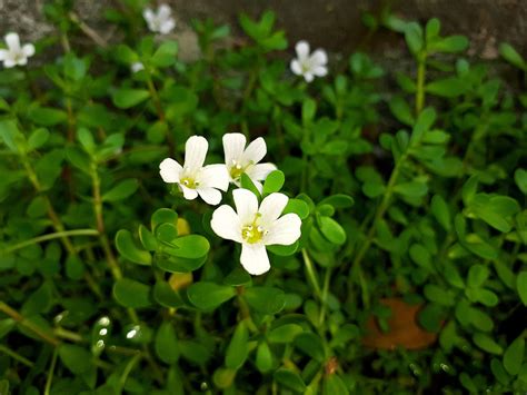 Brahmi Plant Information - How To Grow Brahmi Herbs In The Garden | Gardening Know How