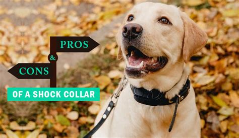 PROS & CONS OF A SHOCK COLLAR | DiscountPetCare