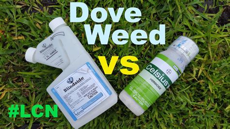 St Augustinegrass Doveweed Control: Blindside vs Celsius Herbicide - YouTube