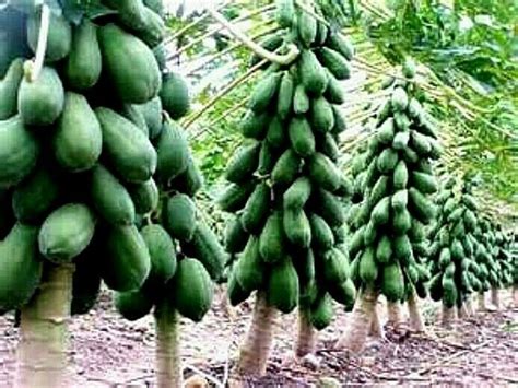 Maradol Papaya Tree Seeds Pousse des fruits en seulement 9 - Etsy France