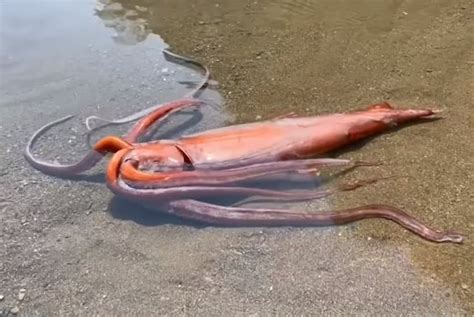 11 Giant Squid Facts - Fact Animal