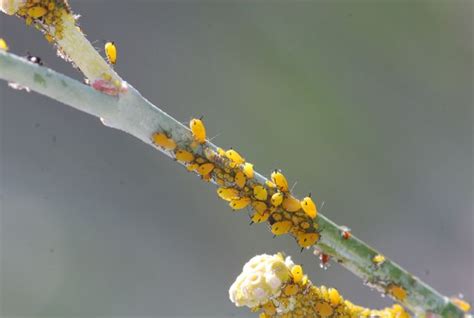 Bug of the Week: Flower Fly Larva – Growing With Science Blog