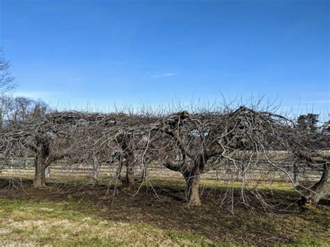 Pruning Apple Trees - The Martha Stewart Blog