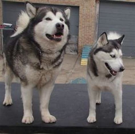 Alaskan Malamute - Dog Breed Information and Images - K9RL