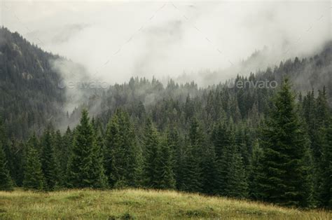 Mountain pine tree forest landscape with fog rising Stock Photo by ...