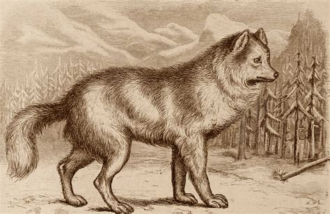 Scientists Sequence RNA of 14,300-Year-Old Wolf Puppy | Sci.News