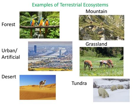 Types Of Terrestrial Ecosystem