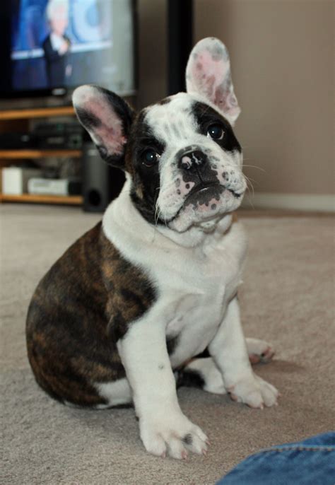 English Bulldog French Bulldog Mix Puppies For Sale - Pets Lovers