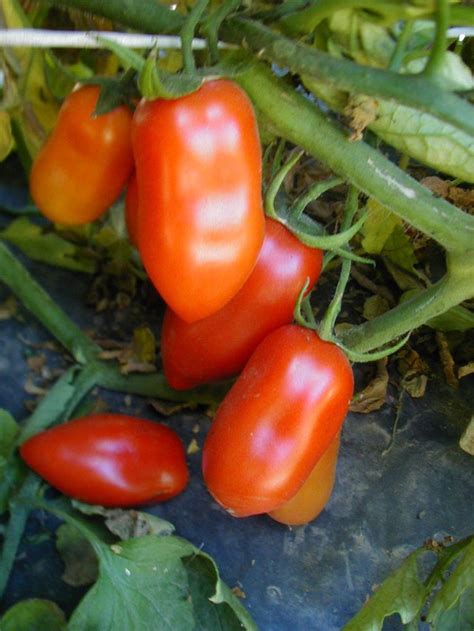 San Marzano Paste Tomato – Mary's Heirloom Seeds