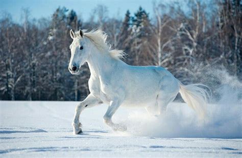 Pin by Ольга Бушуева on Horse | Horses in snow, Horses, Horse wallpaper