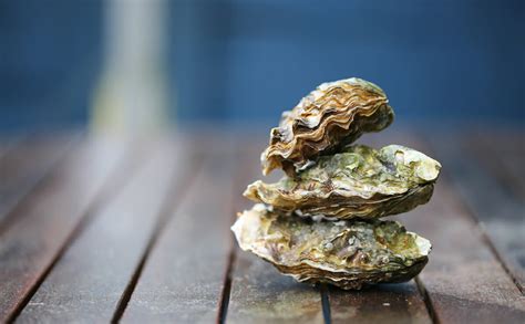 Oysters With a Day Job - Modern Farmer