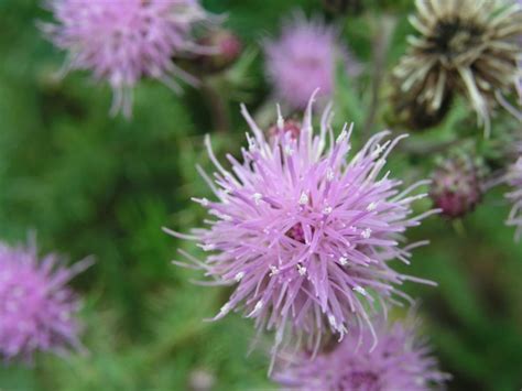 Canada Thistle – Flower | Island Blueberry Growers