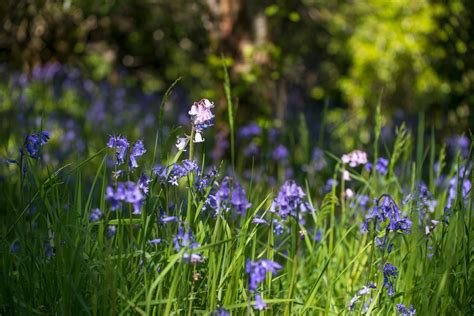 Blooming Bluebells in Scotland 2025 - Rove.me